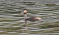 /album/my-local-birding-gallery/great-crested-grebe-back-on-the-river-calder-again-jpg/